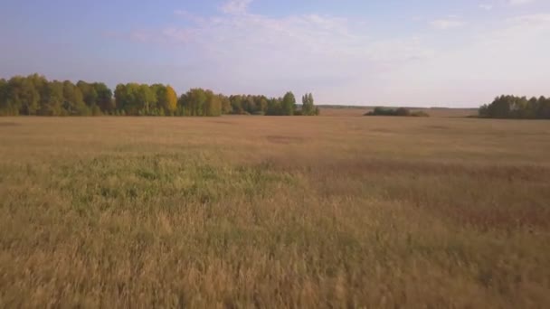 Аэросъемка золотых пшеничных полей перед сбором урожая — стоковое видео