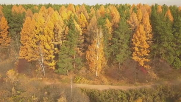 Filmagem aérea de floresta colorida na temporada de outono. Amarelo e árvores verdes — Vídeo de Stock