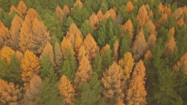 Imágenes aéreas del colorido bosque en la temporada de otoño. Árboles amarillos y verdes — Vídeo de stock