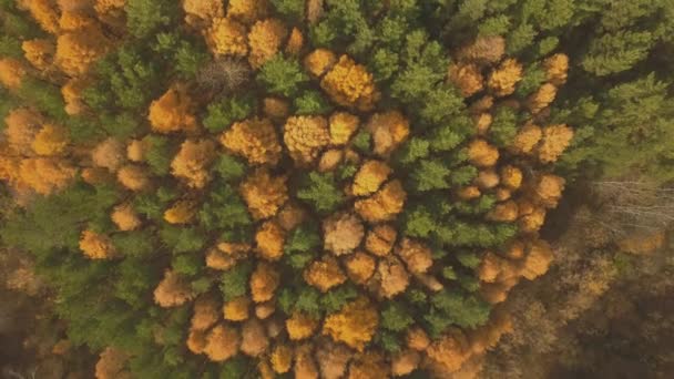 Aerial footage of colorful forest in autumn season. Yellow and green trees — Stock Video