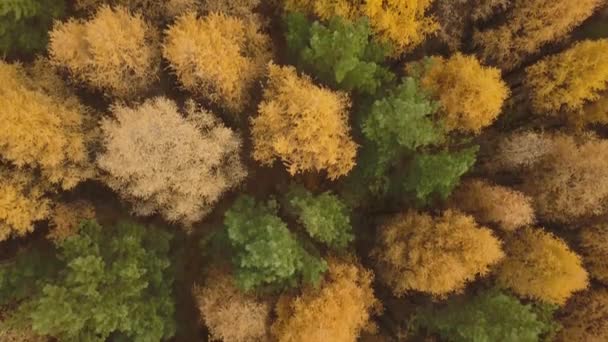 Imágenes aéreas del colorido bosque en la temporada de otoño. Árboles amarillos y verdes — Vídeo de stock