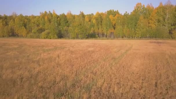 Images aériennes des champs de blé doré avant la récolte 