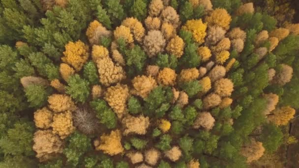 秋天五彩斑斓的森林的空中镜头.黄树和绿树 — 图库视频影像