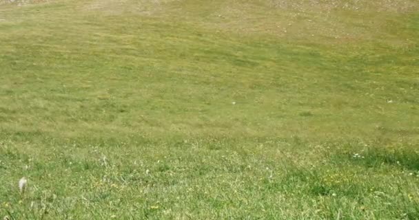 Feldwellen mit blühenden Blumen im Sommer — Stockvideo