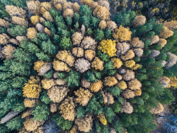 Аэрофотосъемка красочного леса в осенний сезон. Желтые и зеленые деревья — стоковое фото