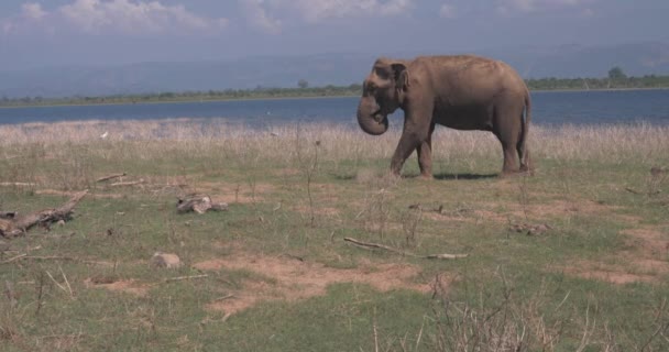 Крупным планом слона, поедающего дикую природу — стоковое видео