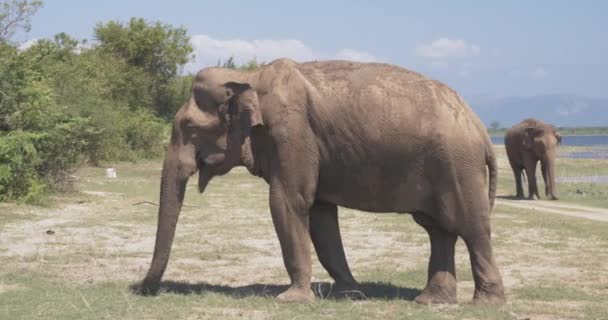 Close up of elephants eating in a Udawalawe National Park of Sri Lanka — Stockvideo