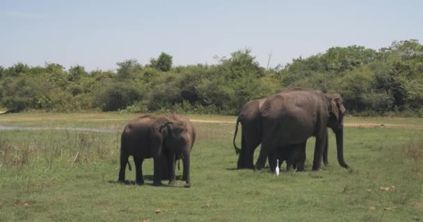 Close-up da família de elefantes com um bebê recém-nascido elefante em um parque nacional do Sri Lanka — Vídeo de Stock