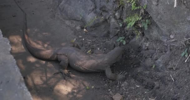 El monitor de agua está buscando comida — Vídeo de stock