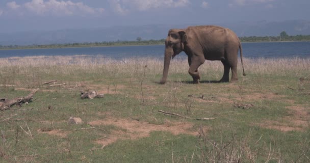 Närbild av elefantätande i en Udawalawe nationalpark i Sri Lanka — Stockvideo