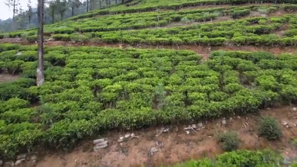 Aerial footage of tea plantations in Sri Lanka — Stock Video