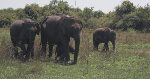 Close up of elephant family with a newborn baby elephant in a National Park of Sri Lanka — Stock Video