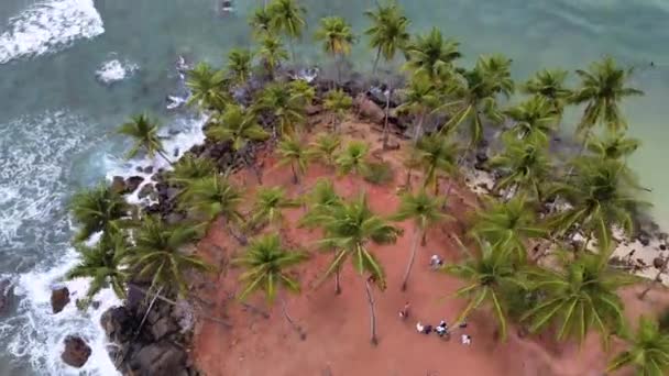 Bilder från kullen med kokosnötsträd i Mirissa, Sri Lankas västra provins — Stockvideo