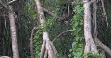 Toque Macaque - Macaca sinica - Sri Lanka 'da