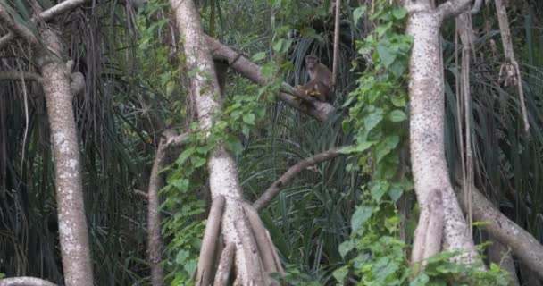 Toque Macaque-Macaca sinica -斯里兰卡 — 图库视频影像