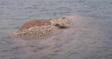 Deniz kabuklarından oluşan bir koloniyle kaplı büyük bir taş. Yumuşak dalgalar taşa vuruyor.