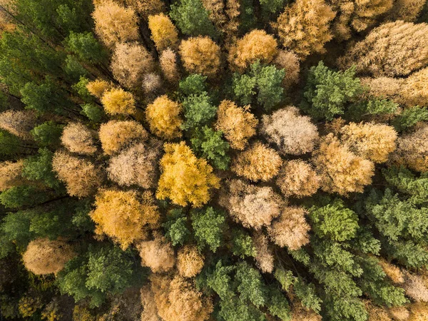 Foto aérea de floresta colorida na temporada de outono. Amarelo e árvores verdes — Fotografia de Stock