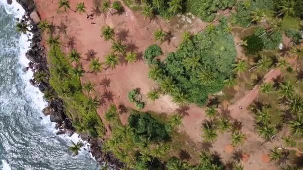 Aufnahme des Kokospalmenhügels in Mirissa, der westlichen Provinz Sri Lankas — Stockvideo