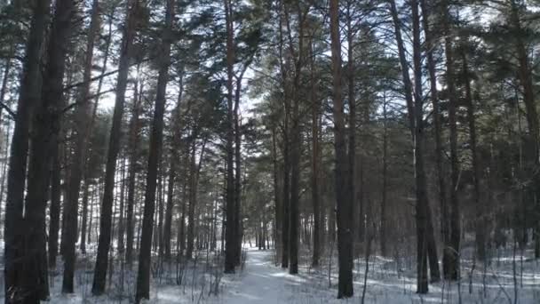 Går genom barrskogen. Grön skog tidigt på våren. — Stockvideo