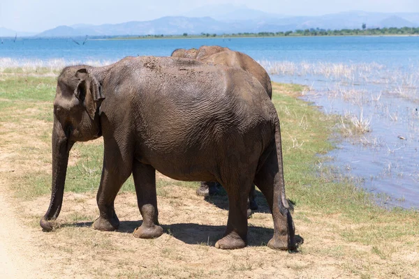 Крупным Планом Два Слона Едят Национальном Парке Удавалаве Шри Ланки — стоковое фото