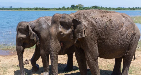 Крупный план слонов, поедающих в Национальном парке Удавалаве Шри-Ланки — стоковое фото