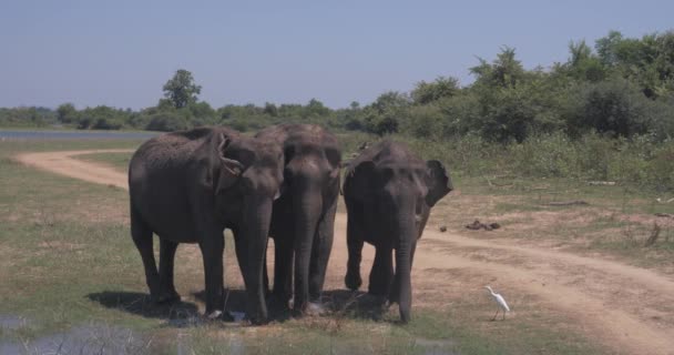 Elefantes salpicando lodo en el Parque Nacional de Sri Lanka — Vídeo de stock