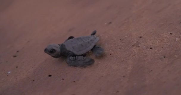Neugeborene grüne Schildkröten krabbeln auf dem Sand zum Ozean. Die Olivenridley-Meeresschildkröte - Lepidochelys Olivacea — Stockvideo