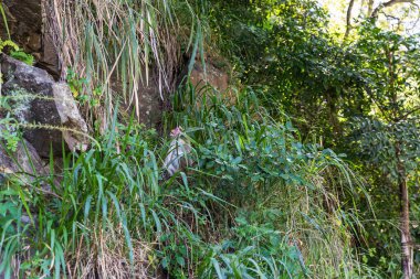 Toque Macaque - Macaca sinica - Sri Lanka 'da