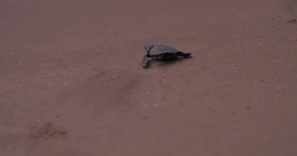Pasgeboren groene schildpadden kruipen over het zand naar de oceaan. De Olive Ridley zeeschildpad - Lepidochelys Olivacea — Stockvideo