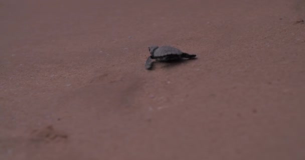 Neugeborene grüne Schildkröten krabbeln auf dem Sand zum Ozean. Die Olivenridley-Meeresschildkröte - Lepidochelys Olivacea — Stockvideo