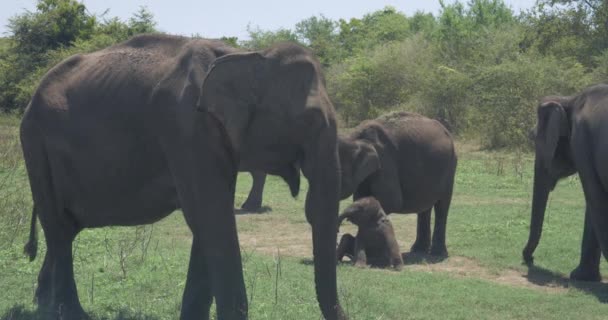 Close up of elephant family with a newborn baby elephant in a National Park of Sri Lanka — Stock Video