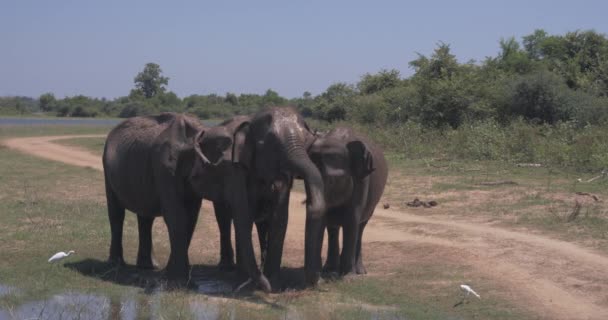 Elefanti che spruzzano fango nel Parco Nazionale dello Sri Lanka — Video Stock