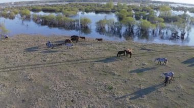 At sürüsü gölün kıyısında otluyor. Vahşi atlar doğada
