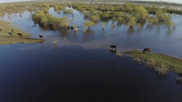 Hästhjorden betar längs sjöns strand. Vilda hästar i naturen — Stockvideo