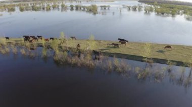 At sürüsü gölün kıyısında otluyor. Vahşi atlar doğada
