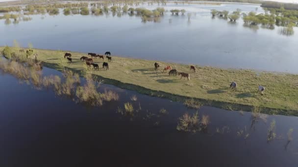 Le troupeau de chevaux paissent le long de la rive du lac. Chevaux sauvages dans la nature