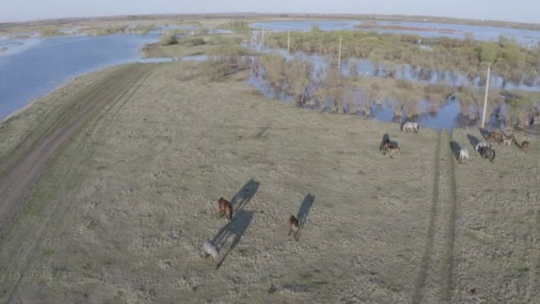 Le troupeau de chevaux paissent le long de la rive du lac. Chevaux sauvages dans la nature