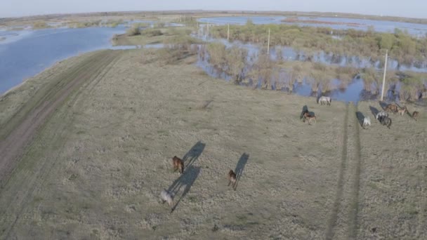 湖の岸に沿って馬の群れの放牧。自然の中で野生の馬 — ストック動画
