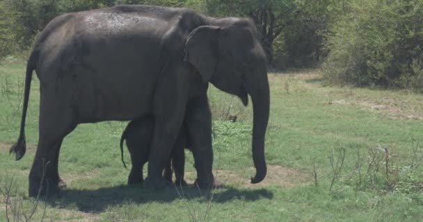 Närbild av elefantfamilj med en nyfödd elefant i en nationalpark i Sri Lanka — Stockvideo