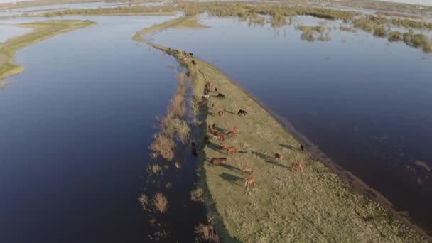 Le troupeau de chevaux paissent le long de la rive du lac. Chevaux sauvages dans la nature — Video