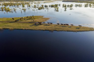 At sürüsü gölün kıyısında otluyor. Vahşi atlar doğada