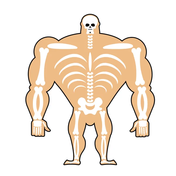 Human structure. Skeleton men. construction of athlete. Bones an — Stock Vector