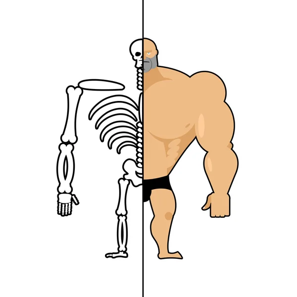 Mänsklig struktur. Skelett män. konstruktion av idrottsman. Ben en — Stock vektor