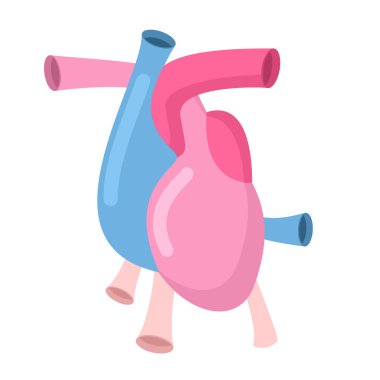 İzole kalp anatomi vücut. Kulakçık ve ventrikül. Damarlar ve sanat