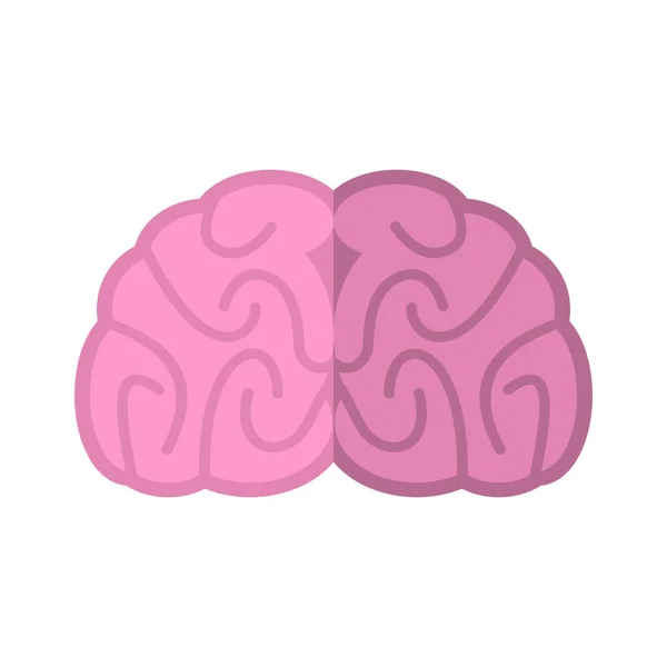 Cerebro aislado. Cerebros humanos sobre fondo blanco — Vector de stock