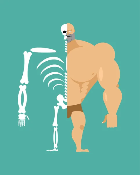 Mänsklig struktur. Halv kropp och skelett. anatomiska illustration — Stock vektor