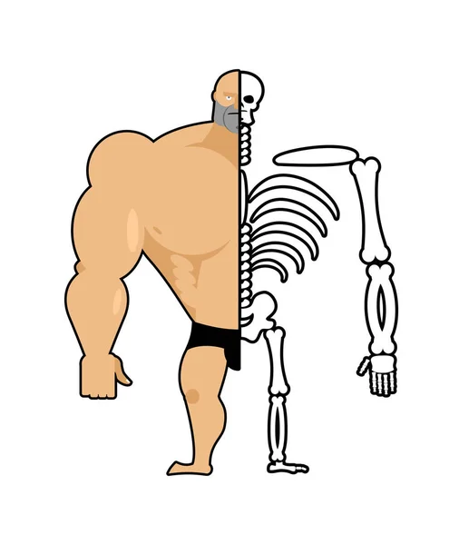 Estrutura humana. Meio corpo e esqueleto. ilustração anatómica — Vetor de Stock