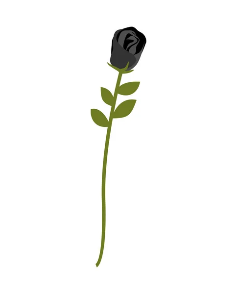 Schwarze Rose isoliert. seltene dunkle Blume auf weißem Hintergrund — Stockvektor