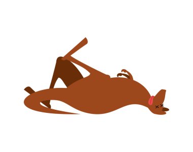 Ölü kanguru. Ölüm bir hayvandır. Ceset Avustralya evcil hayvan