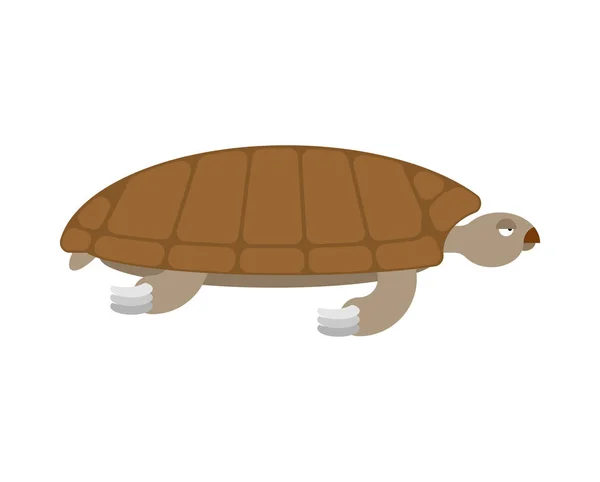 孤立的海龟。白色背景上的海洋动物鳖 — 图库矢量图片